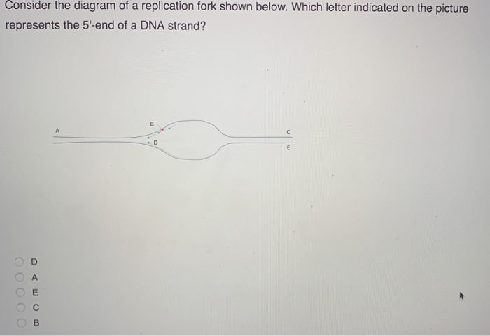 Solved Consider The Diagram Of A Replication Fork Shown | Chegg.com