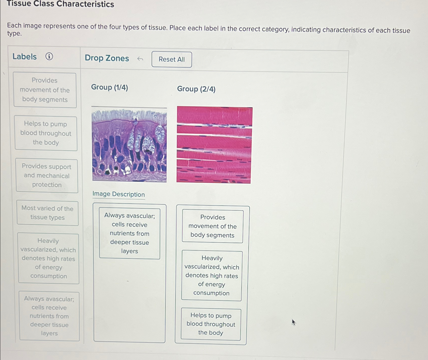 Solved Tissue Class CharacteristicsEach image represents one | Chegg.com