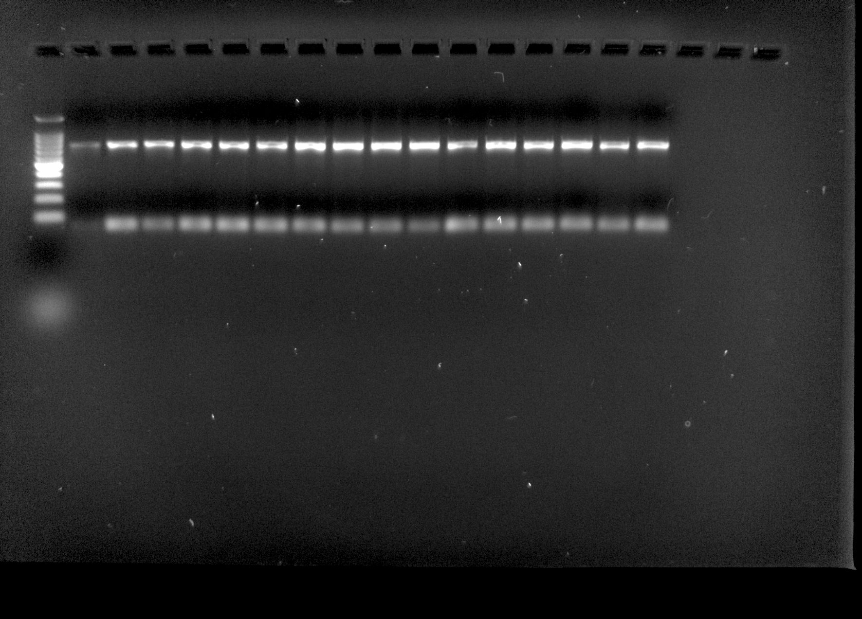 Pcr Report Solved How to explain in a results section of a report what | Chegg.com