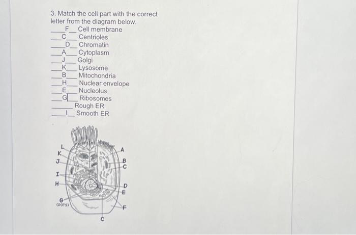 Solved 3. Match the cell part with the correct letter from | Chegg.com
