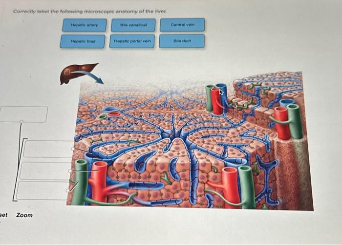 Solved Correctly Tebel The Following Microscopic Anatomy Of | Chegg.com