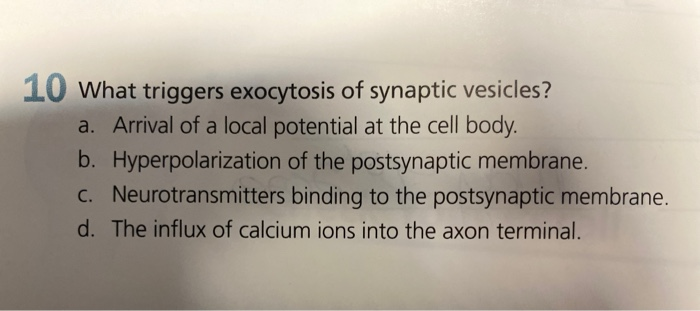 Solved 10 What Triggers Exocytosis Of Synaptic Vesicles? A. | Chegg.com Solved 10 What Triggers Exocytosis Of Synaptic Vesicles? A. | Chegg.com