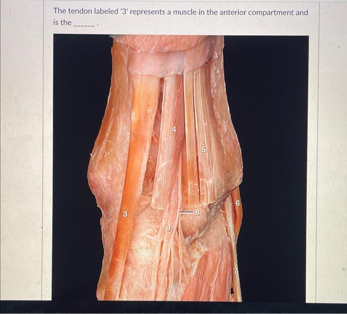 Solved The tendon labeled ' 3 ' represents a muscle in the | Chegg.com