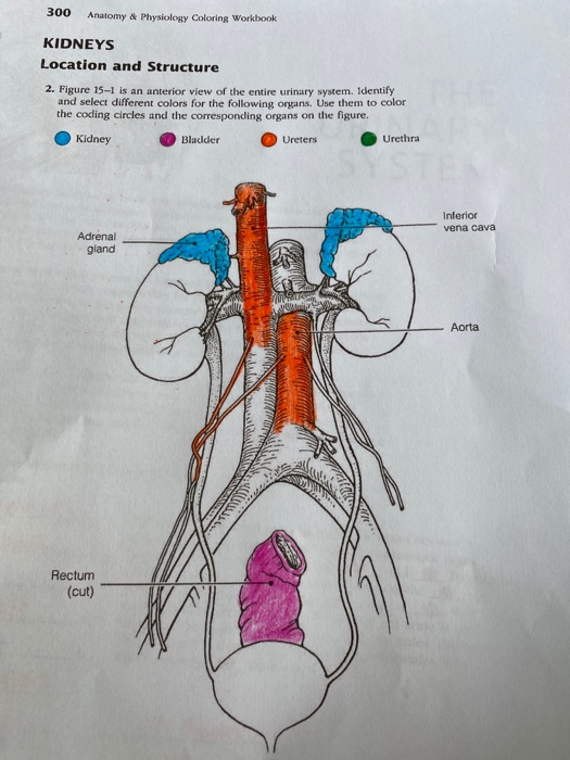 complete anatomy keep surrounding structures