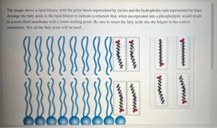 The image shows a lipid bilayer, with the polar heads represented by circles and the hydrophobic tails represented by lines.
