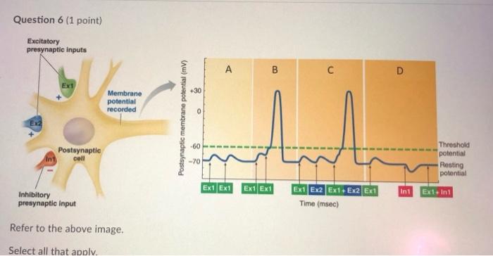 Solved Question 6 (1 point) Excitatory presynaptic inputs A | Chegg.com
