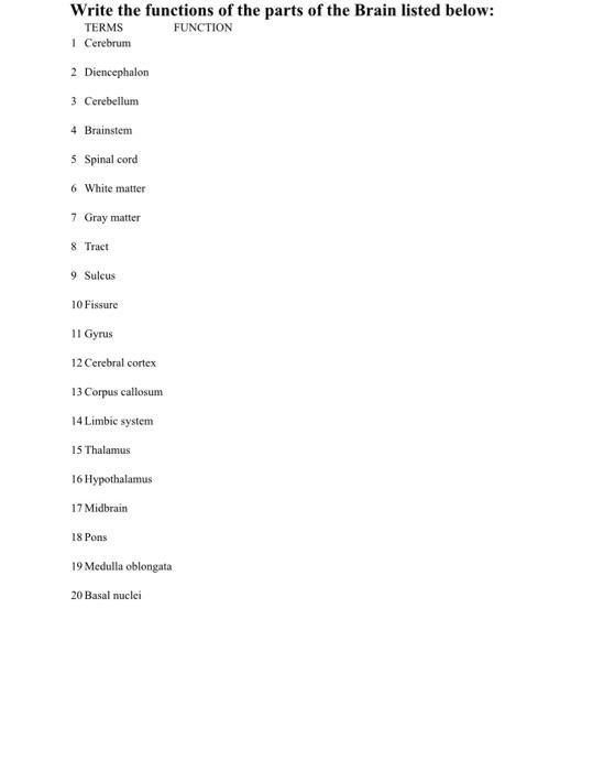 Solved Write the functions of the parts of the Brain listed | Chegg.com