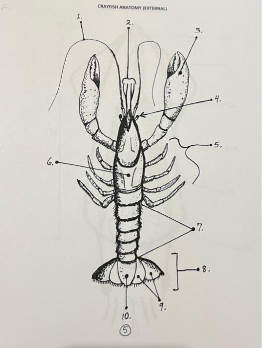 Solved CRAYFISH ANATOMY (EXTERNAL) 2. 4. 5. 7 8. 9. 10. 5