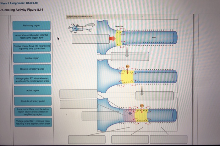 Solved: Week 3 Assignment: Ch 8,9,10 Art-labeling Activity... | Chegg.com