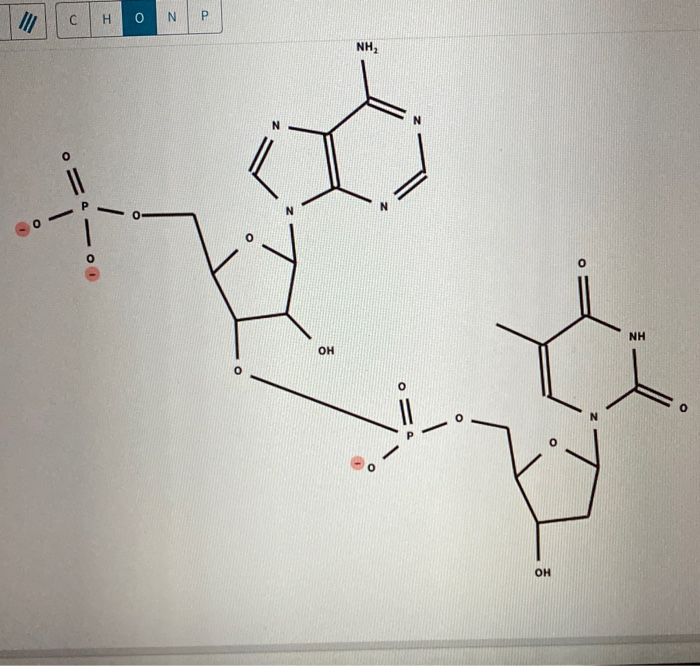 Solved The nucleotides adenosine-5'monophosphate (A) and | Chegg.com