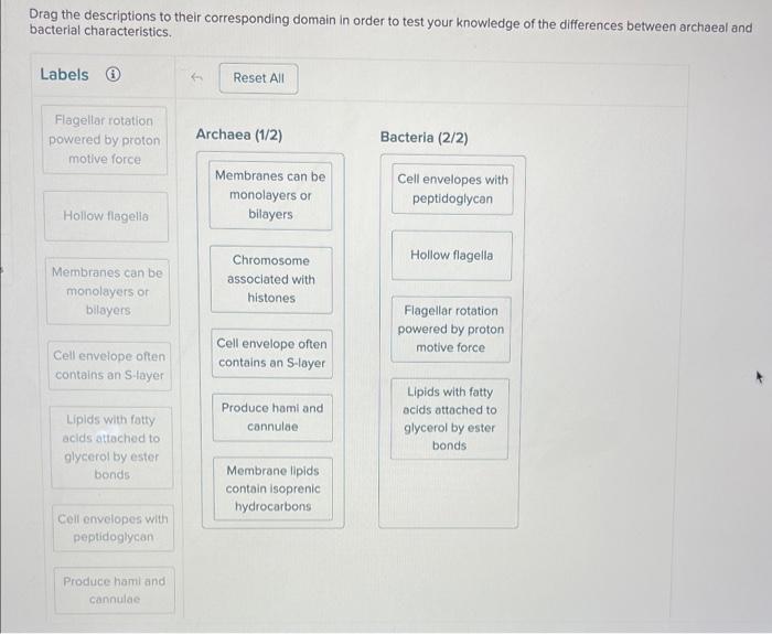 Drag the descriptions to their corresponding domain in order to test your knowledge of the differences between archaeal and b