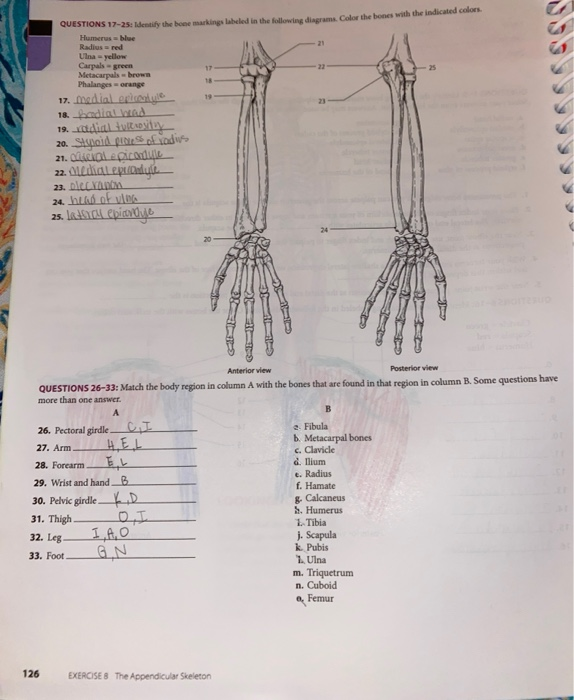 which of the following bones has an acromion process