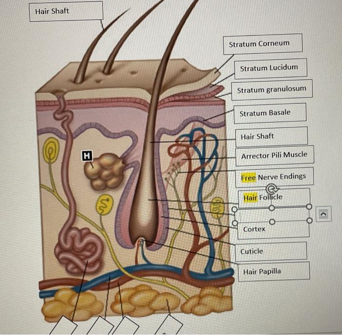 Hair Shaft Stratum Corneum Stratum Lucidum Stratum 