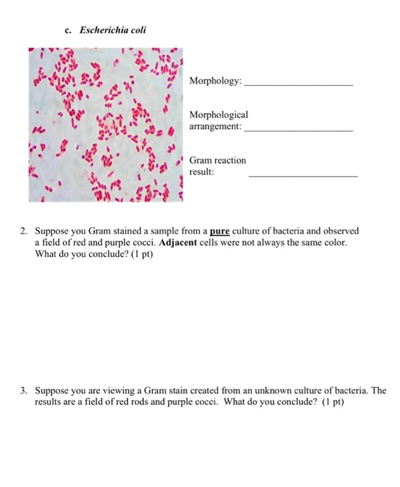 Solved 1 Identify The Morphology Morphological Arrangem Chegg Com