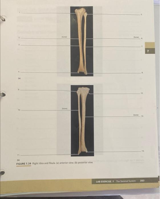 (b) FIGURE 7.39 Right tibia and fibula, (a) anterior view, (b) posteriot view.