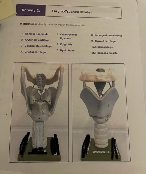 thyroid cartilage model