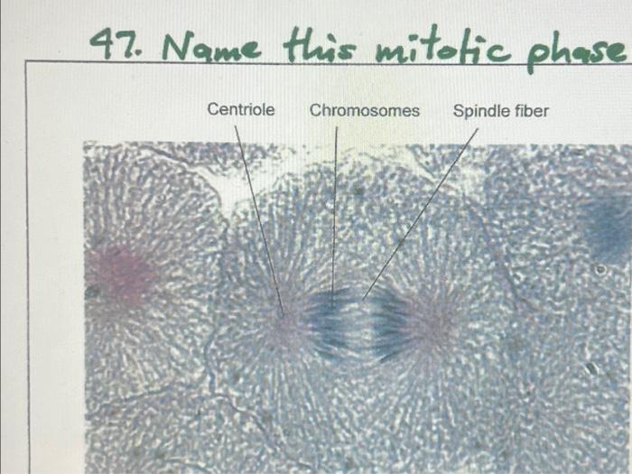 Solved 47. Name this mitotic phase Biology Diagrams