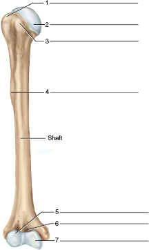 Identify the features of a humerus in figure 16.10 and | Chegg.com