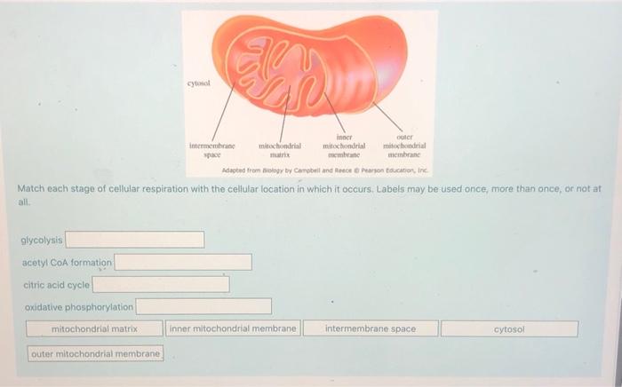 Solved Cytos outer inner intermembrane mitochondrial | Chegg.com