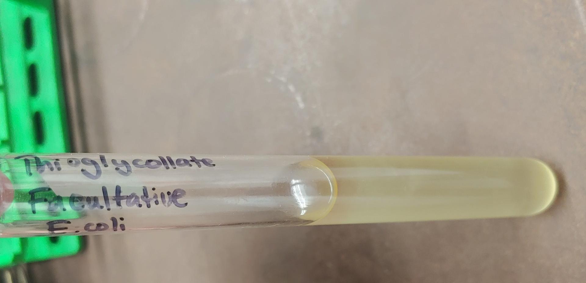E Coli Oxygen Requirements Solved 系 3 Thio med Theoglycollate Freultative E.coli | Chegg.com