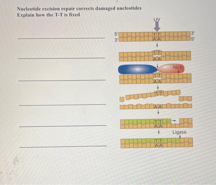 Solved Nucleotide excision repair corrects damaged | Chegg.com
