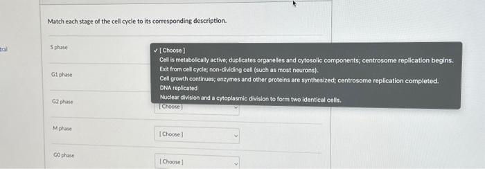 Solved Match each stage of the cell cycle to its | Chegg.com