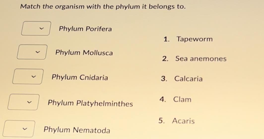 Match The Organism With The Phylum It Belongs | Chegg.com