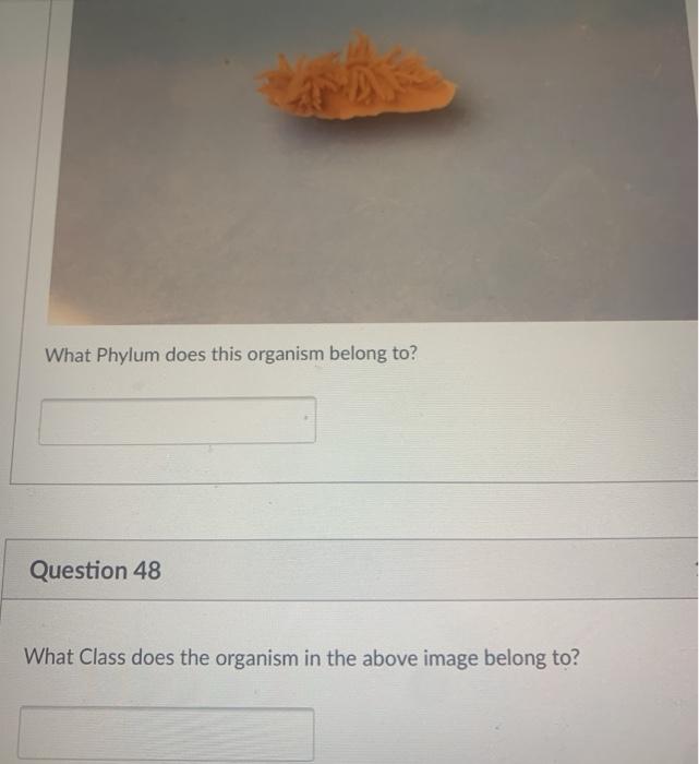 solved-what-class-does-this-organism-belong-to-question-chegg