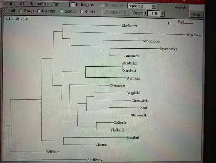 Solved SEAVIEW ALIGNMENT PHYML ALIGNMENT VS.NJ JC ALIGNMENT