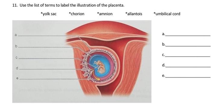 11. Use the list of terms to label the illustration of the placenta.
*yolk sac * *horion *amnion *allantois *umbilical cord
a