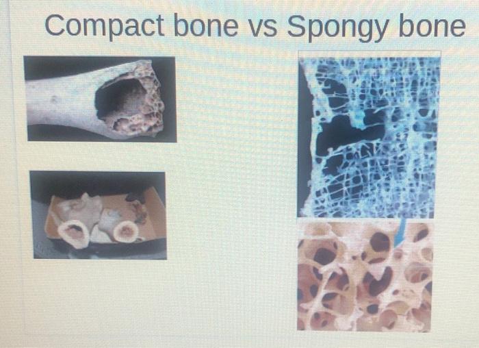 Solved Compact bone vs Spongy bone • Examine the cut regions | Chegg.com