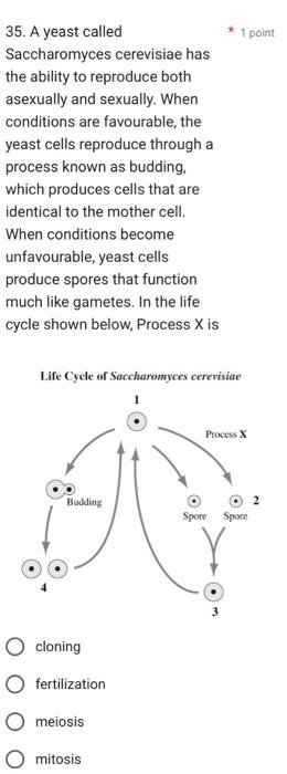 Solved 35. A yeast called Saccharomyces cerevisiae has the | Chegg.com