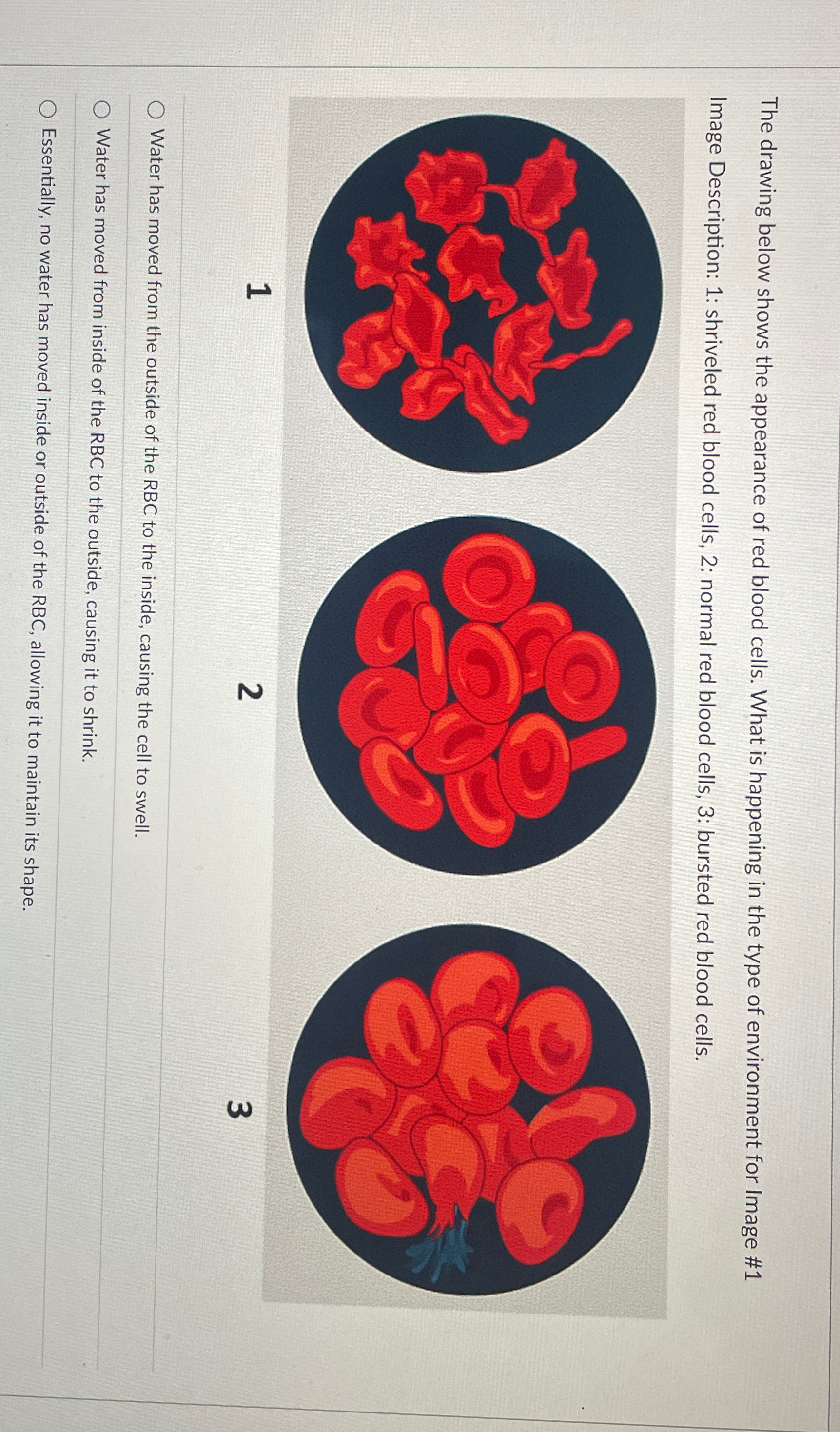 Solved The drawing below shows the appearance of red blood | Chegg.com