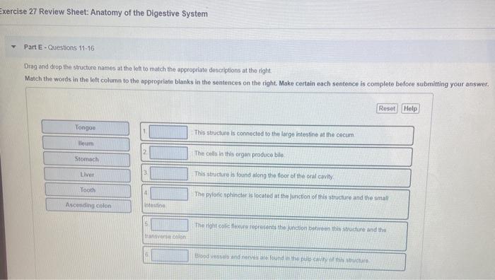 Solved Exercise 27 Review Sheet: Anatomy Of The Digestive | Chegg.com