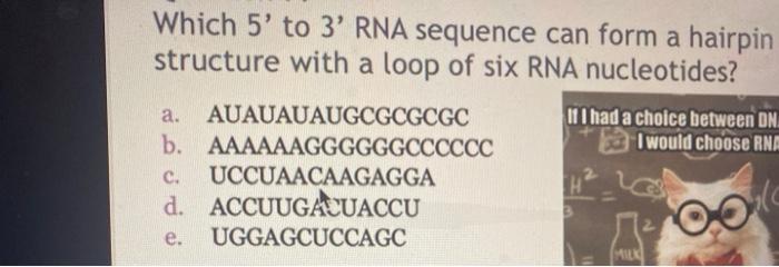 Solved Which 5' To 3' RNA Sequence Can Form A Hairpin | Chegg.com