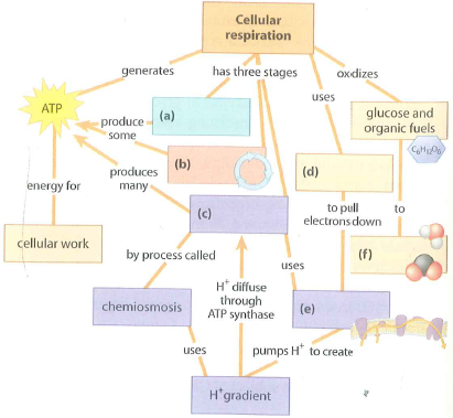 mastering biology oxidative phosphorylation concept map Chapter 6 Solutions Masteringbiology With Masteringbiology mastering biology oxidative phosphorylation concept map