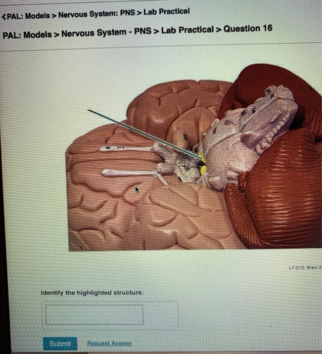 Solved Nervous System Pns Lab Practical Pal Models Chegg Com