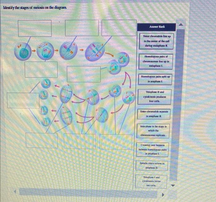 Solved Identify the stages of meiosis on the diagram. Answer | Chegg.com