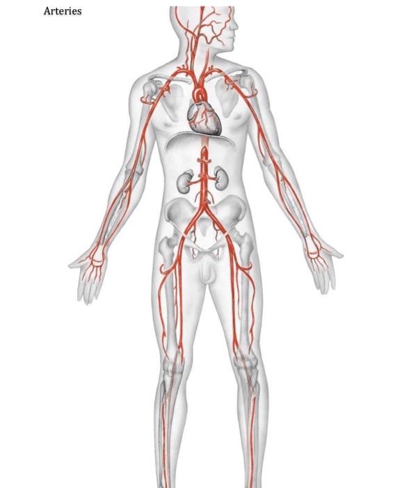 blood vessels diagram to label