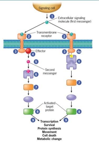 Solved Outline the steps for Fig. 15.2 An overview of the Biology Diagrams