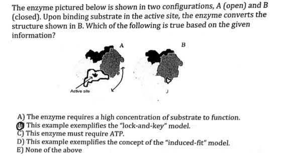 Solved The enzyme pictured below is shown in two | Chegg.com