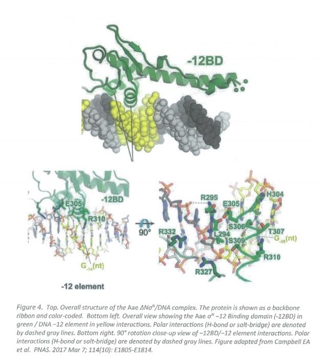 Solved B2. O proteins are transcription factors required for | Chegg.com