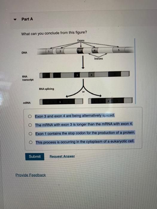 solved-part-a-what-can-you-conclude-from-this-figure-exons-chegg