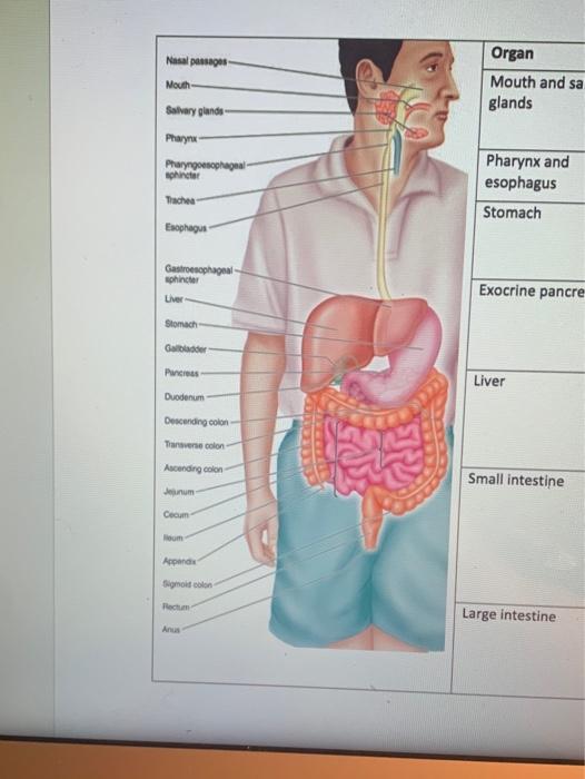 Solved Secretion Digestion Absorption Organ Mouth and | Chegg.com