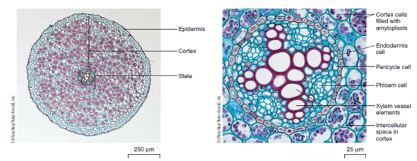 Solved: Label the various tissues of this herbaceous eudicot ro ...