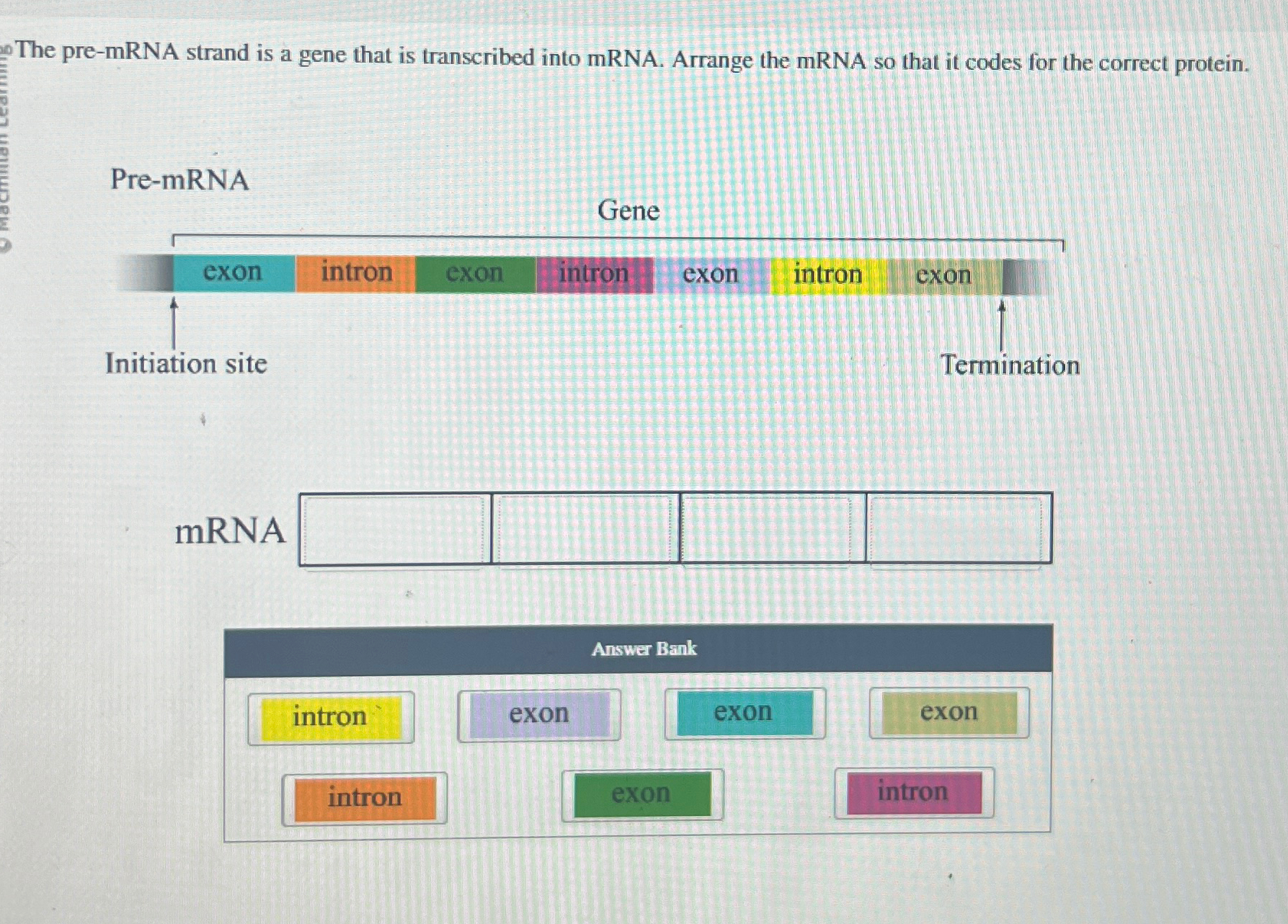Solved The pre-mRNA strand is a gene that is transcribed | Chegg.com