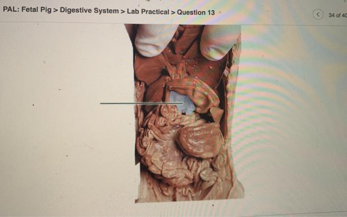 fetal pig digestive system