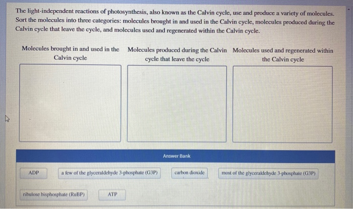 where does the light independent reactions calvin cycle of photosynthesis take place