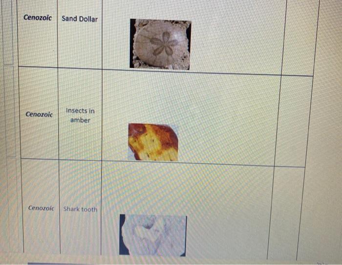 Solved Cenozoic Gastropod Olo0 Cenozoic Sand Dollar | Chegg.com