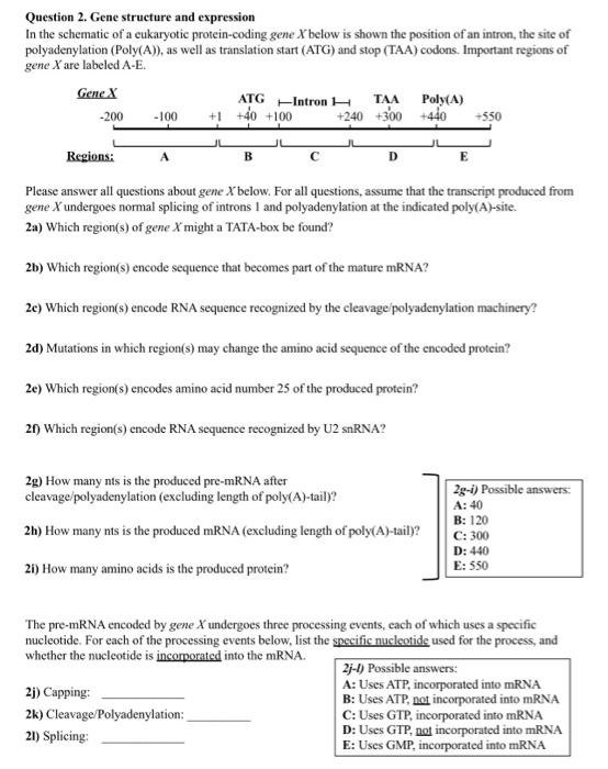Solved Question 2. Gene structure and expression In the | Chegg.com